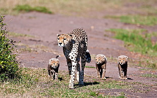 wildlife photography of four cheetahs HD wallpaper